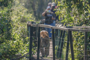 trilha da vazante Fazenda San Francisco Pousada e passeios no Pantanal Sul