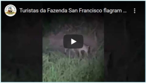 Turistas da Fazenda San Francisco flagram onça-pintada em três dias seguidos durante passeio no Pantanal