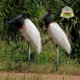 Dois Tuiuiús no Pantanal