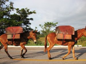 Como que funciona uma Comitiva no Estradão Mato Grosso do Sul Pantanal 