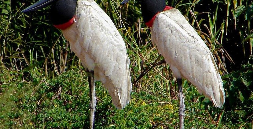 Dois Tuiuiús no Pantanal