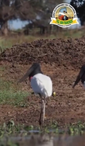 tuiuiú no pantanal