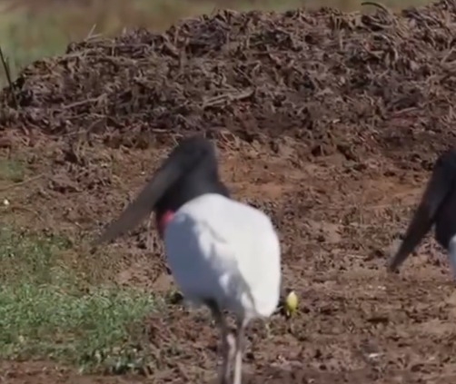 tuiuiú no pantanal