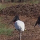 tuiuiú no pantanal