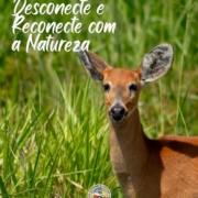 reconectar com a natureza