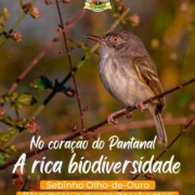 Sebinho Olho-de-Ouro