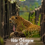 Onça