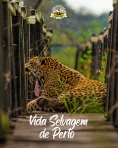 Onça