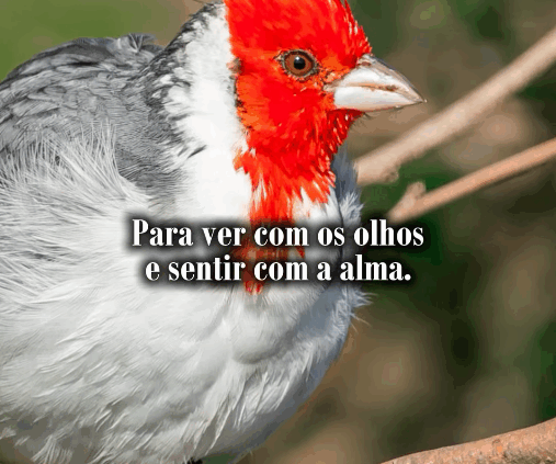 Observar aves