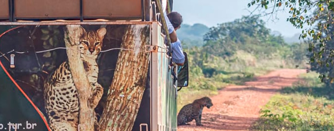 Safári Fotográfico