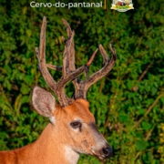 cervo-do-pantanal