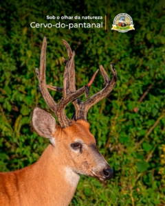 cervo-do-pantanal