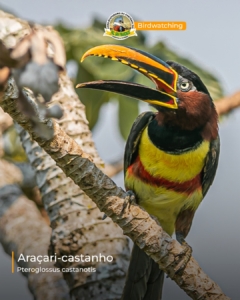 o Araçari-castanho