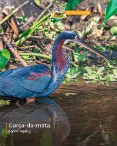 Garça-da-mata