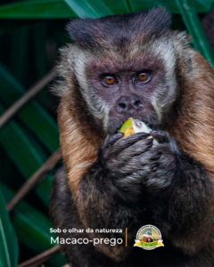 o macaco-prego