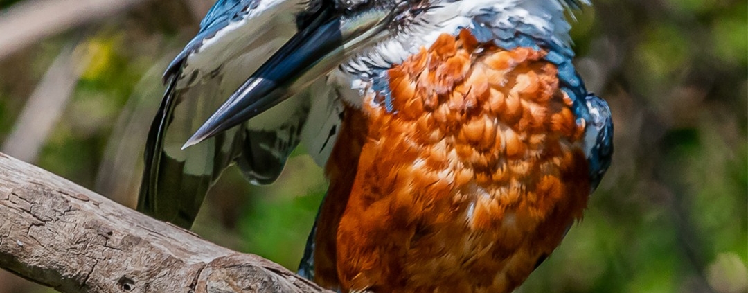 o Martim-pescador-grande