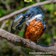 o Martim-pescador-grande