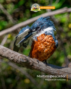 o Martim-pescador-grande