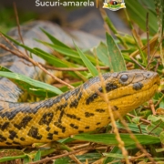 a sucuri-amarela