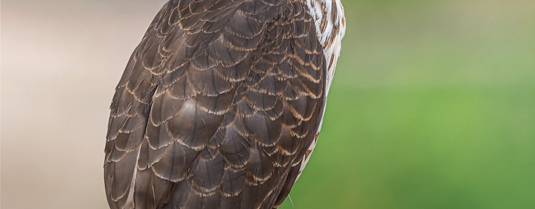 birdwatching na Fazenda San Francisco