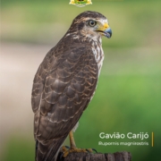 birdwatching na Fazenda San Francisco