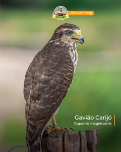 birdwatching na Fazenda San Francisco