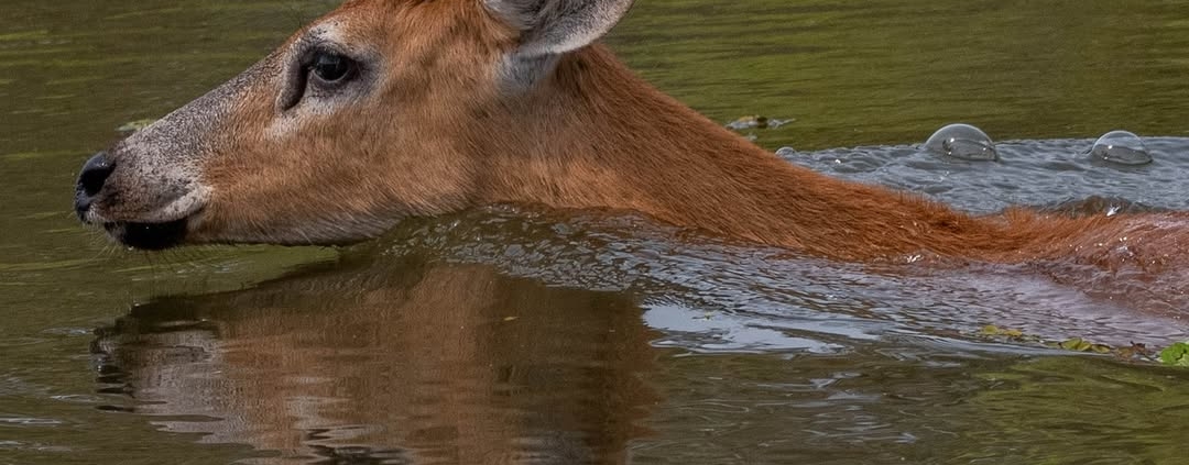 O cervo do Pantanal