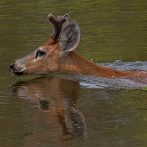 O cervo do Pantanal