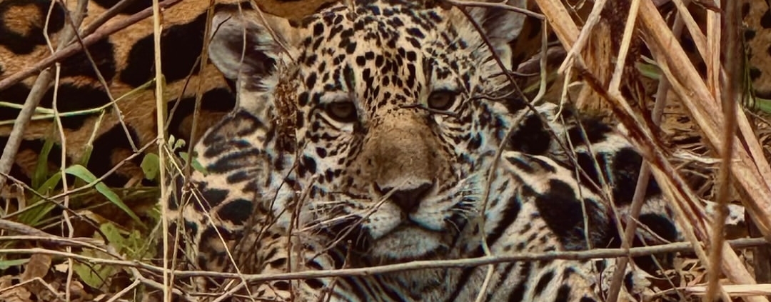 a majestade do Pantanal