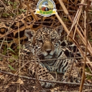 a majestade do Pantanal