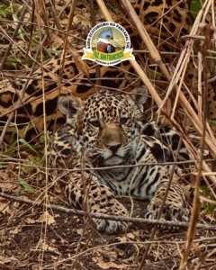 a majestade do Pantanal