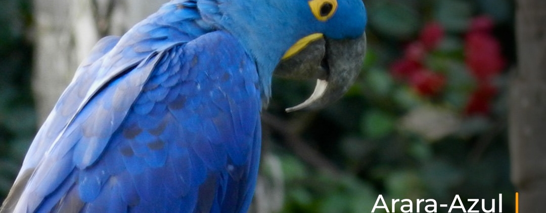 a arara-azul
