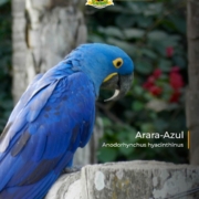 a arara-azul