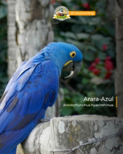 a arara-azul